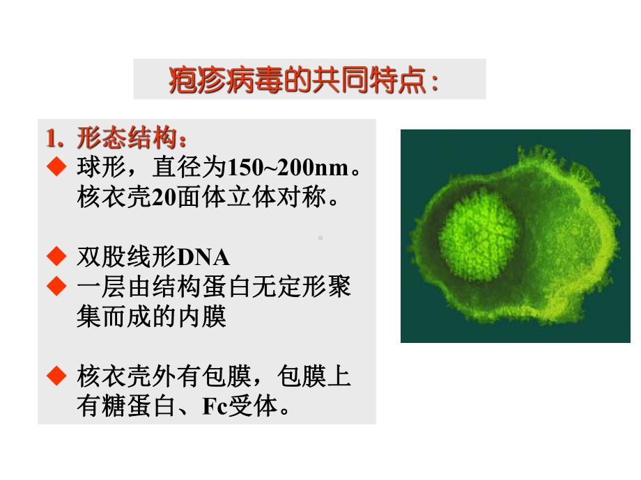 疱疹病毒概述课件.ppt_第3页