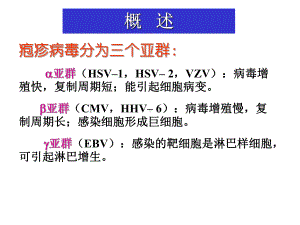 疱疹病毒概述课件.ppt