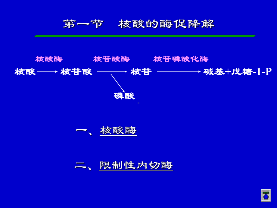 第章核酸的酶促降解和核苷酸代谢课件.ppt_第2页