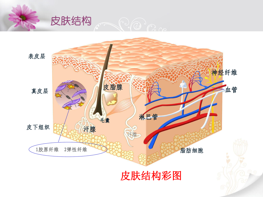 皮肤结构与药物经皮吸收过程课件.ppt_第3页