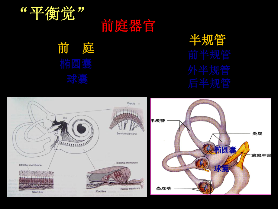 生理学1043神经系统的感觉功能前庭0.5(共24张)课件.ppt_第2页