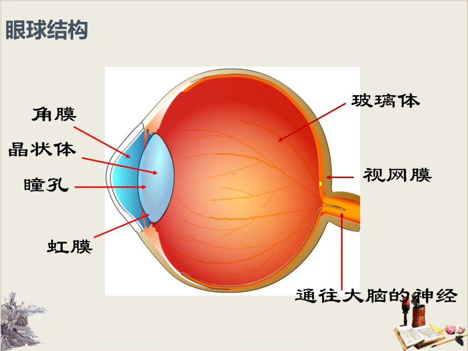 珍爱眼睛保护视力-课件.pptx_第3页