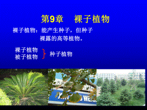 第章裸子植物课件.ppt