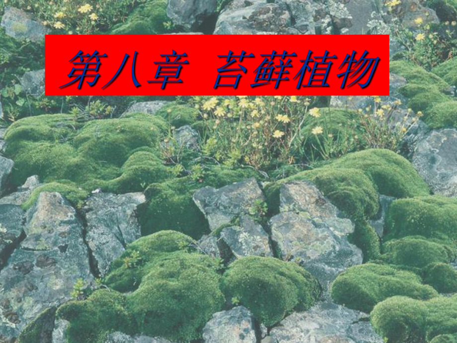 植物系统分类第8章苔藓植物课件-2.ppt_第1页