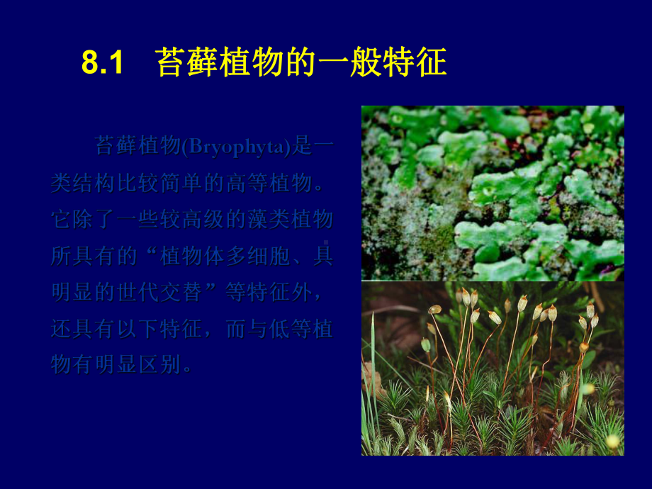 植物系统分类第8章苔藓植物课件-2.ppt_第2页