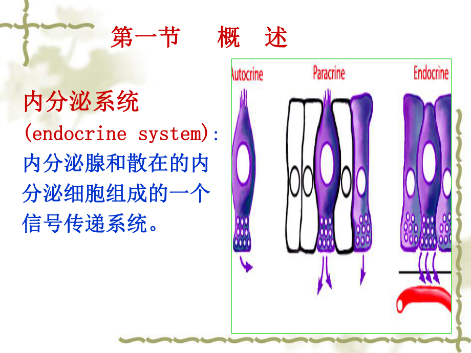 生理学章内分泌课件.ppt_第2页