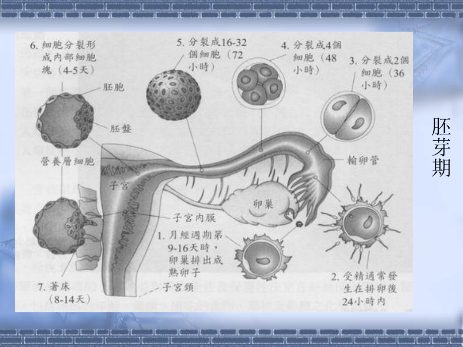 第二部分胎儿期孕期的发展课件.ppt_第3页