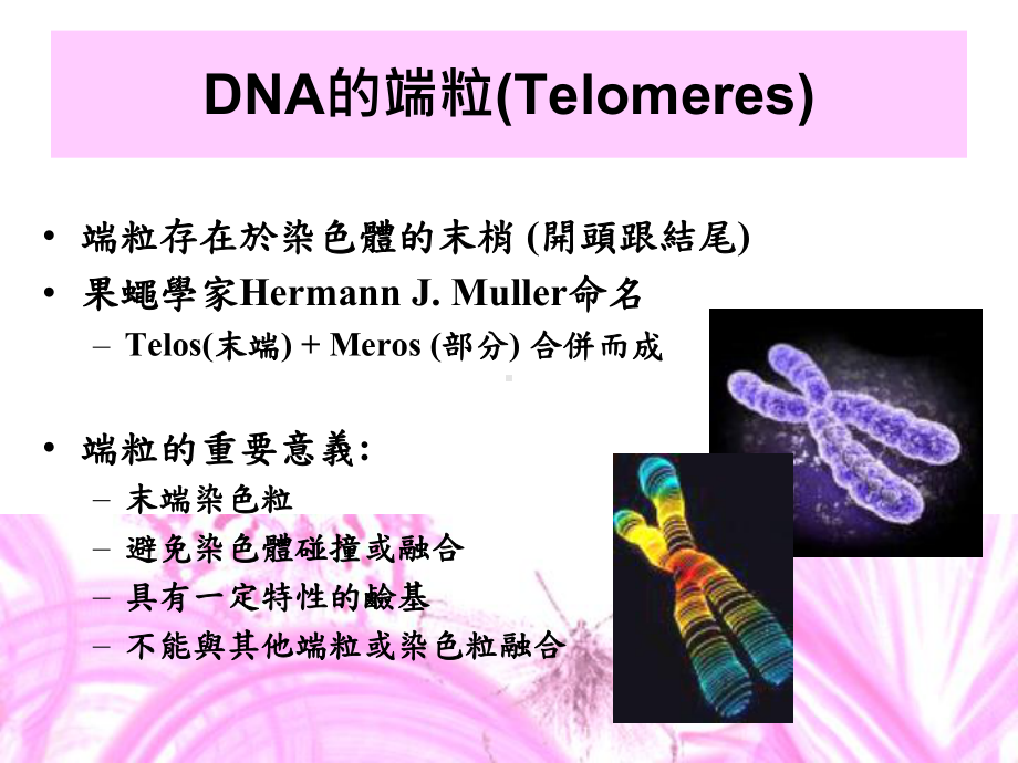 端粒酶激活素课件.ppt_第2页