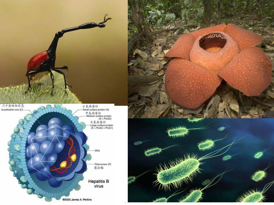 生物的多样性、统一性和进化1优秀课件.ppt_第2页