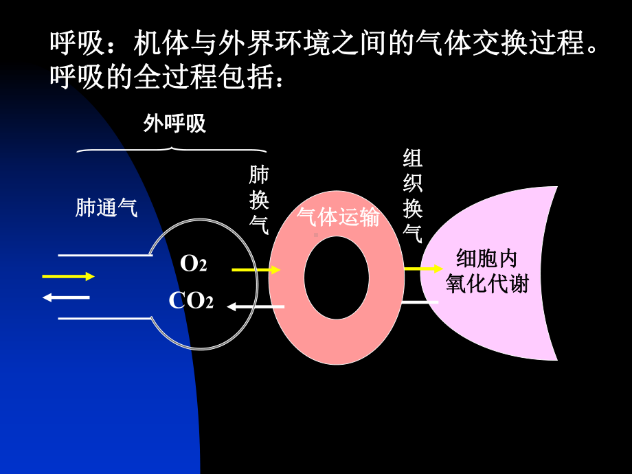 生理学呼吸的教案课件.ppt_第3页