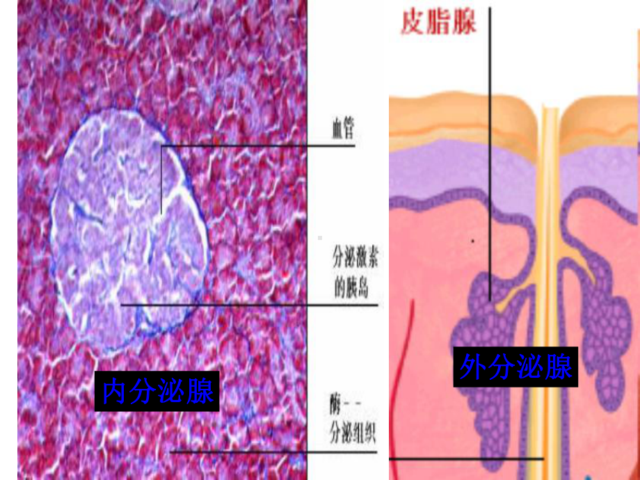 激素与生长发育高品质版课件.ppt_第3页