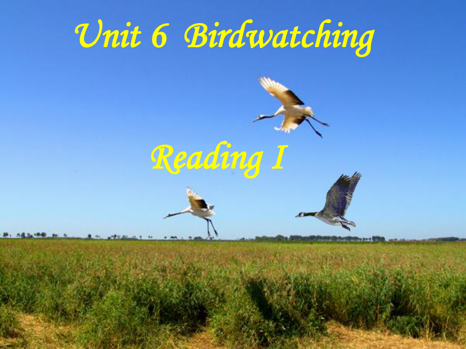 牛津译林版英语8AUnit6BirdwatchingReading1课件(共19张).ppt_第1页