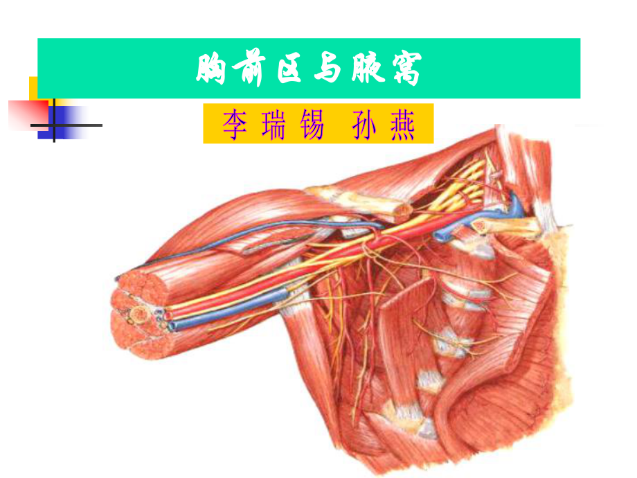 研究生《高级局部解剖学》课件.ppt_第3页