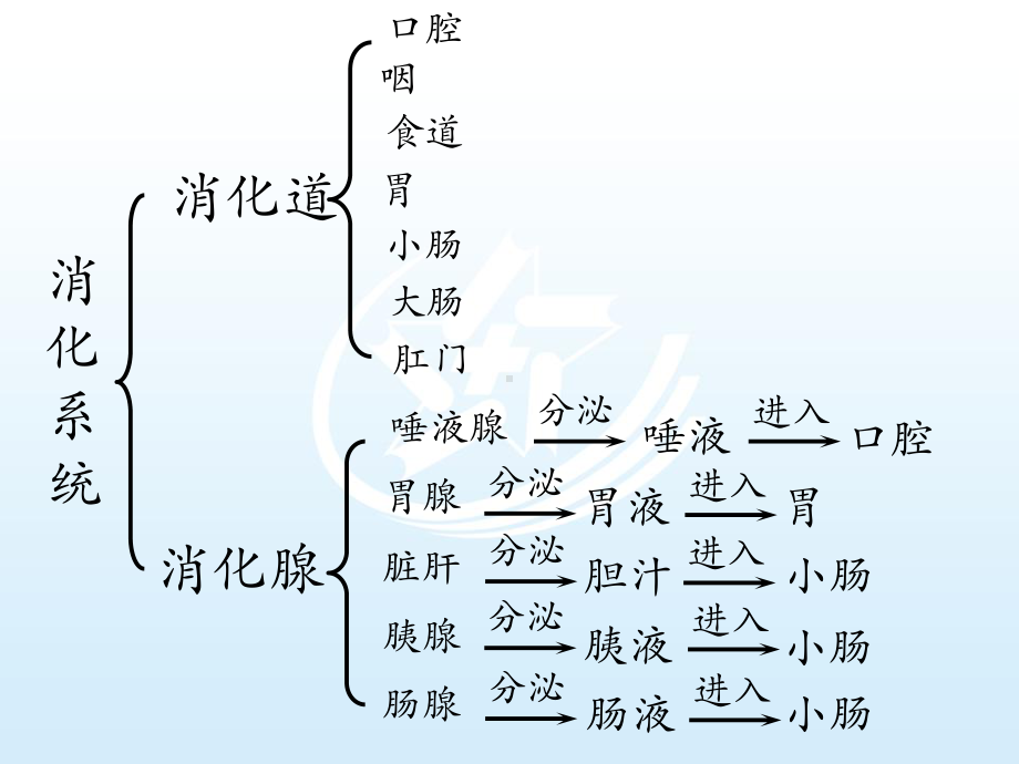 生理学基础第六章消化与吸收课件.ppt_第3页