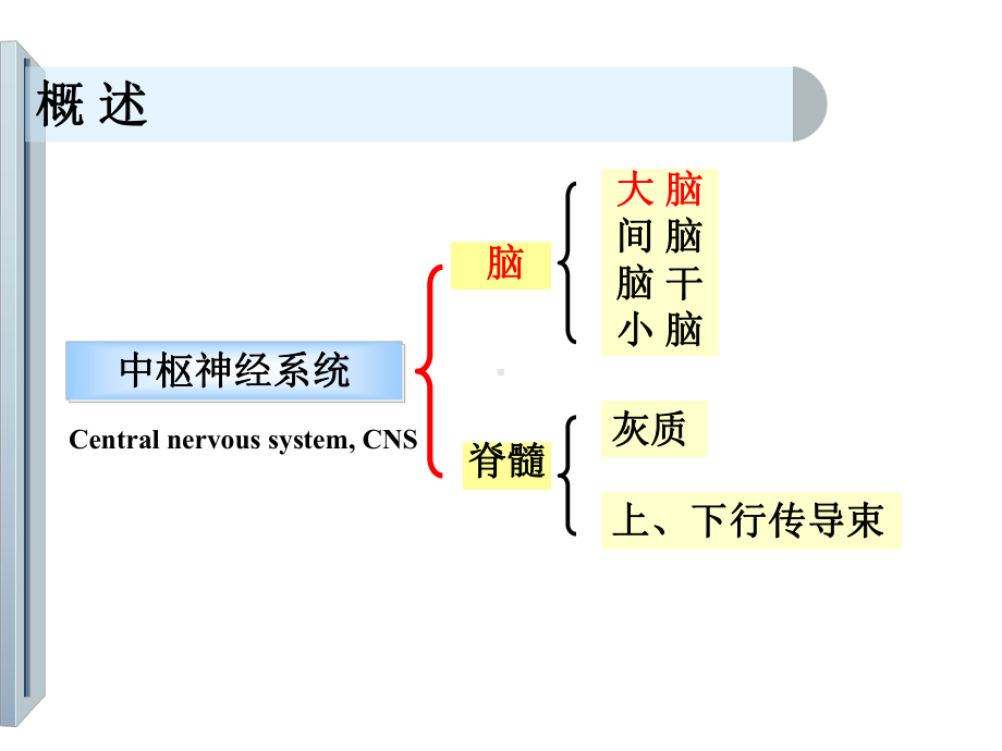 神经病学：大脑皮层的损害症状课件.ppt_第2页