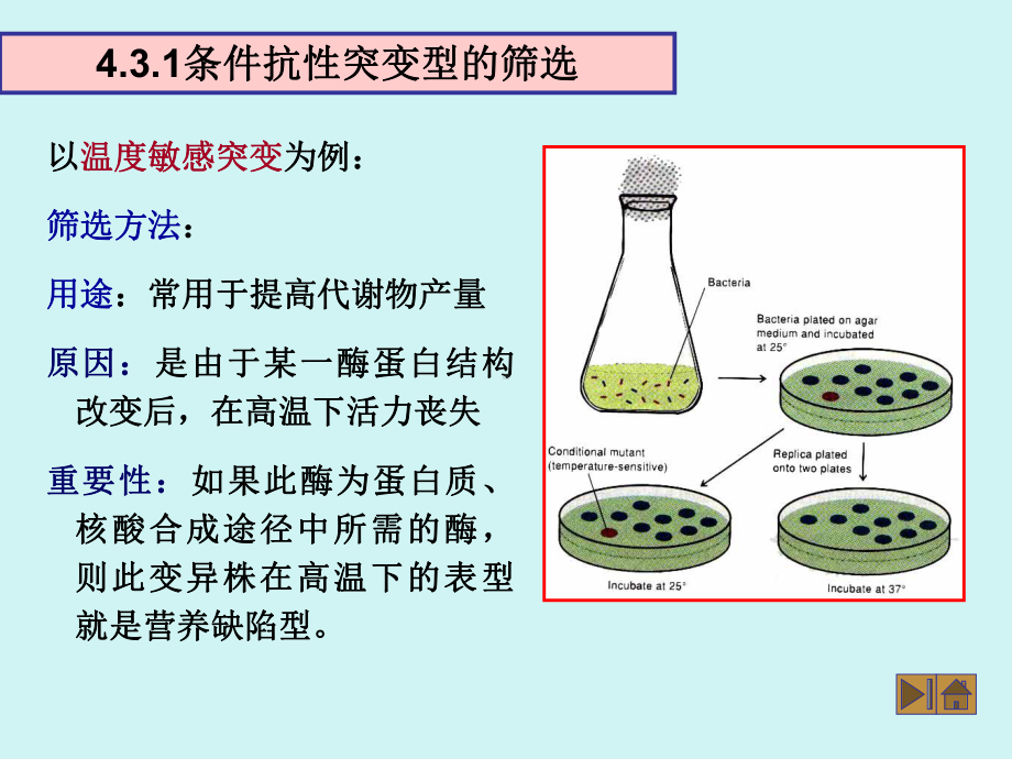 特殊变异菌的筛选方法课件.ppt_第2页