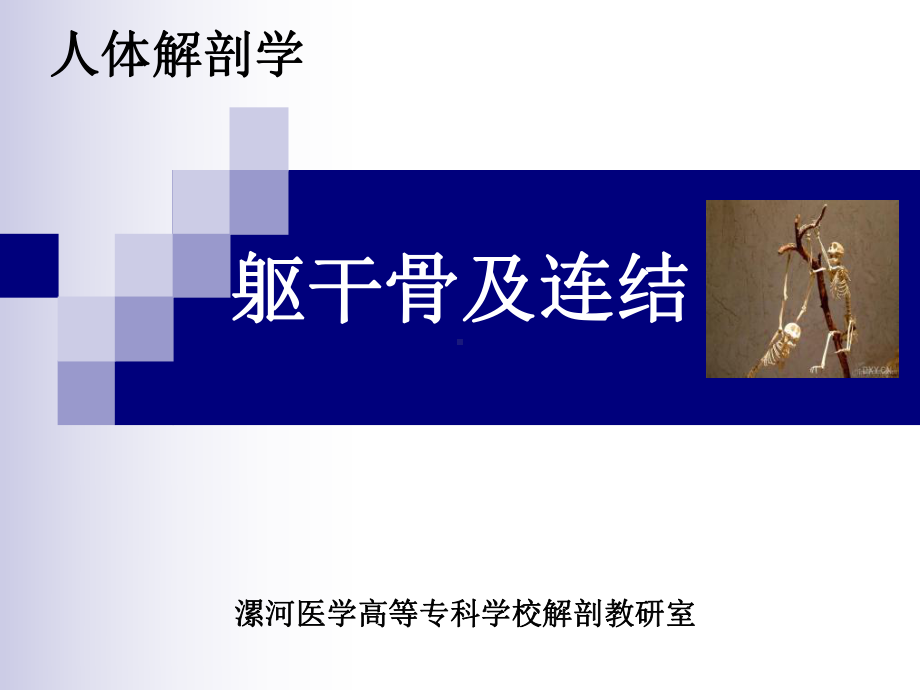 躯干骨及连结课件.ppt_第1页