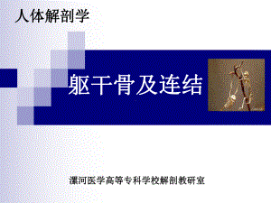 躯干骨及连结课件.ppt