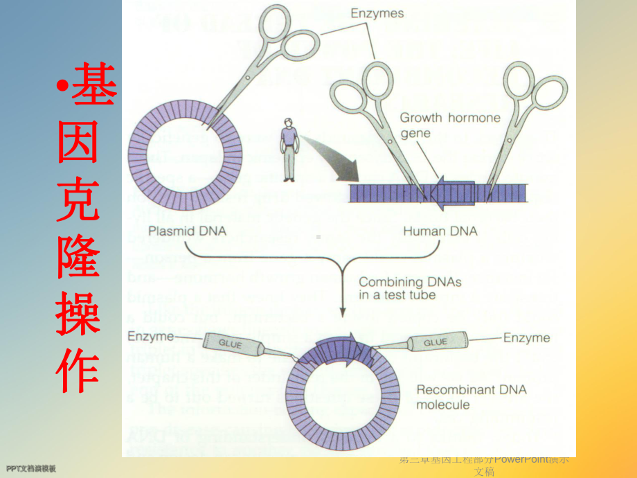 基因工程部分PowerPoint演示文稿课件.ppt_第3页