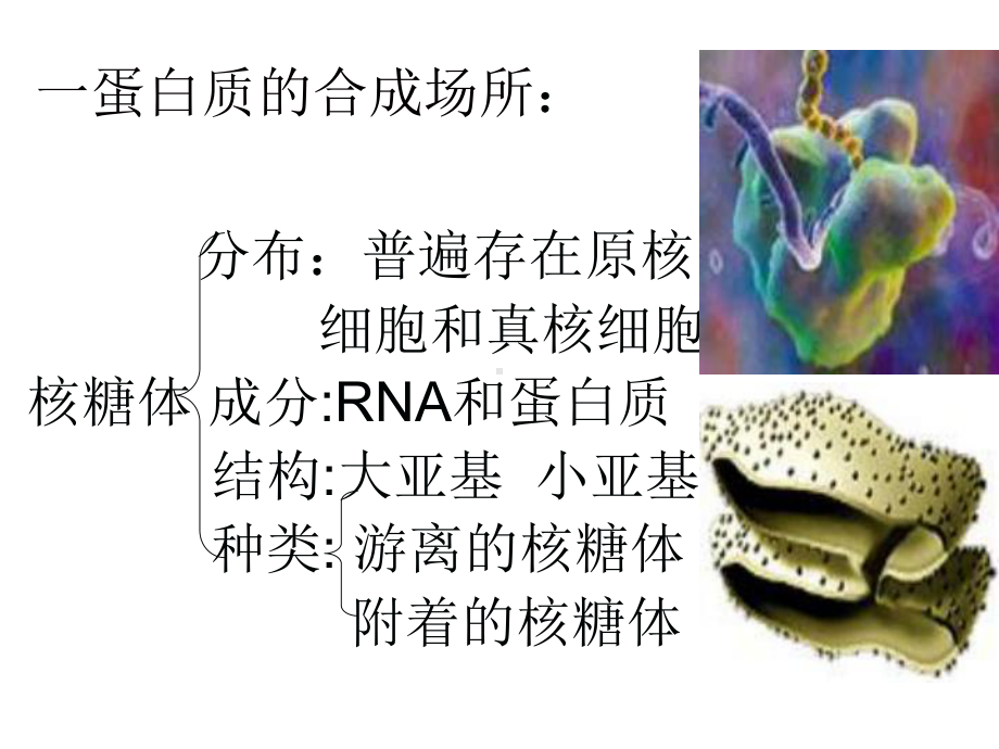 细胞内物质的合成和运输以及废物的排出课件.ppt_第3页