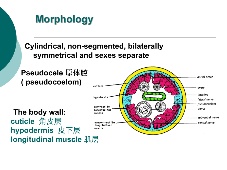 蛔虫、钩虫、蛲虫课件.ppt_第3页