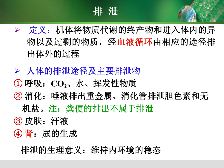 肾的排泄功能课件.ppt_第2页