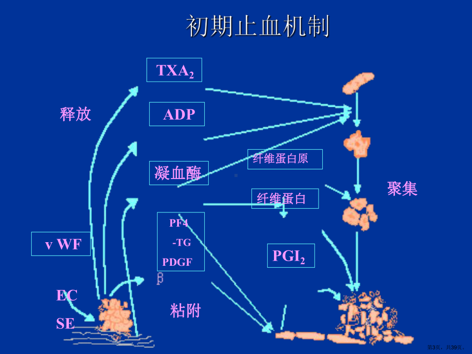 血小板输注的临床应用讲解课件.ppt_第3页