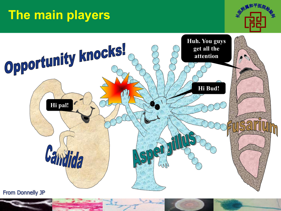 真菌学概述课件.ppt_第2页