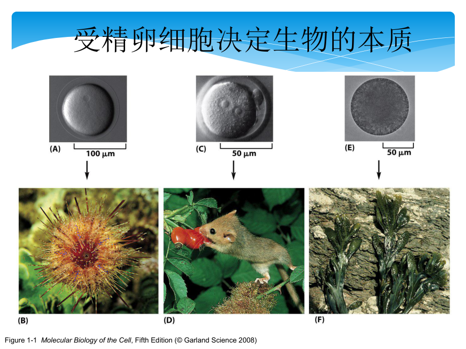 组织学绪论细胞课件-2.ppt_第2页