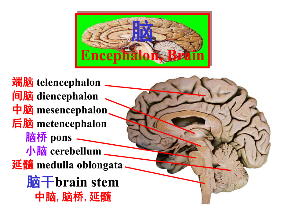 系统解剖学7脑干、小脑课件.ppt_第2页