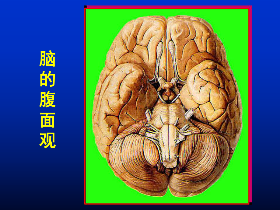 系统解剖学7脑干、小脑课件.ppt_第3页