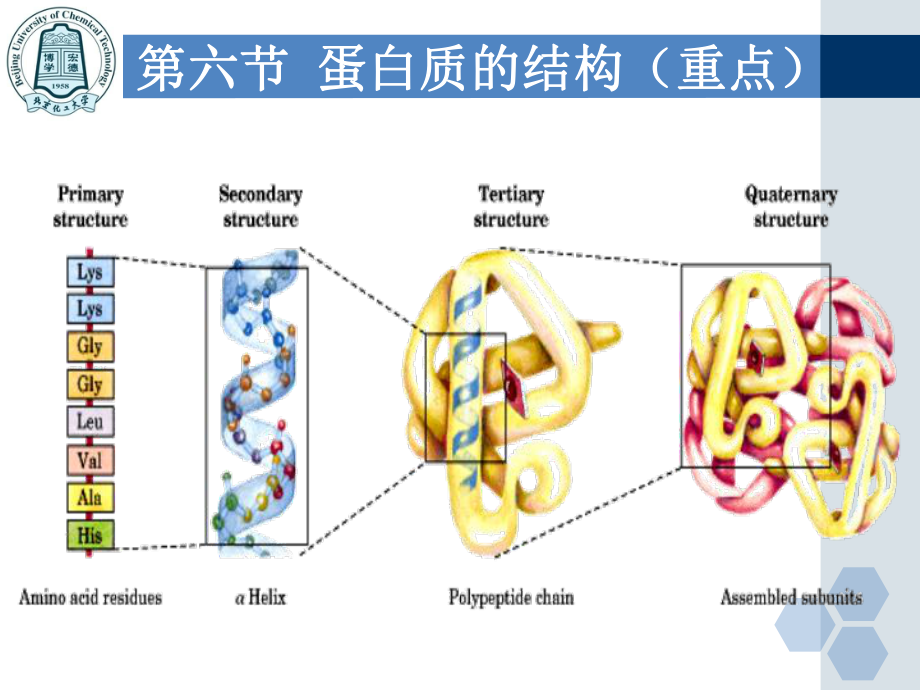 蛋白质化学下课件.ppt_第3页