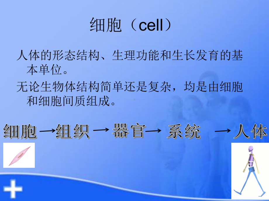 组织学和胚胎学细胞课件.ppt_第2页