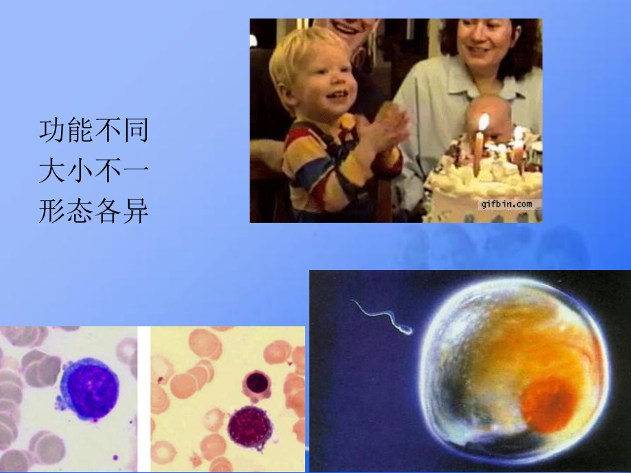 组织学和胚胎学细胞课件.ppt_第3页