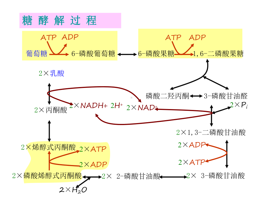 糖异生概述及分析课件.ppt_第3页