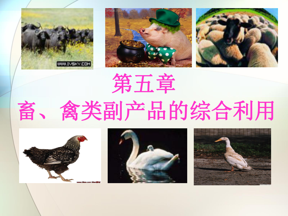 畜禽类副产品的综合利用课件.ppt_第2页