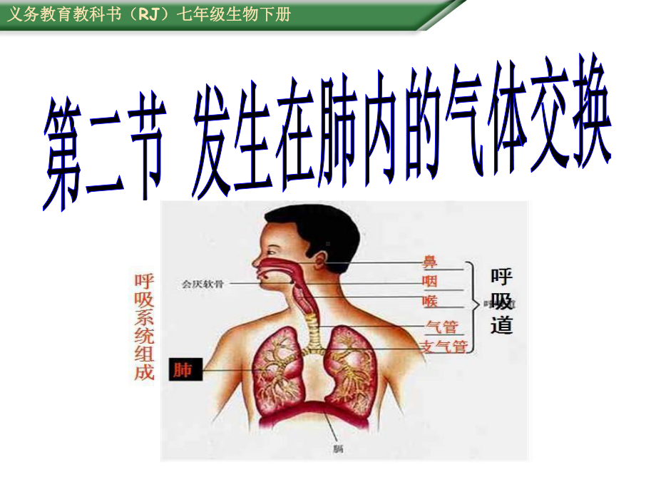 发生在肺内的气体交换(好)讲解课件.ppt_第1页