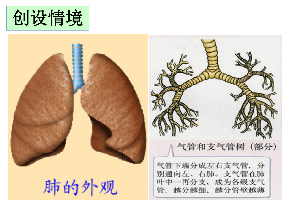 发生在肺内的气体交换(好)讲解课件.ppt_第2页