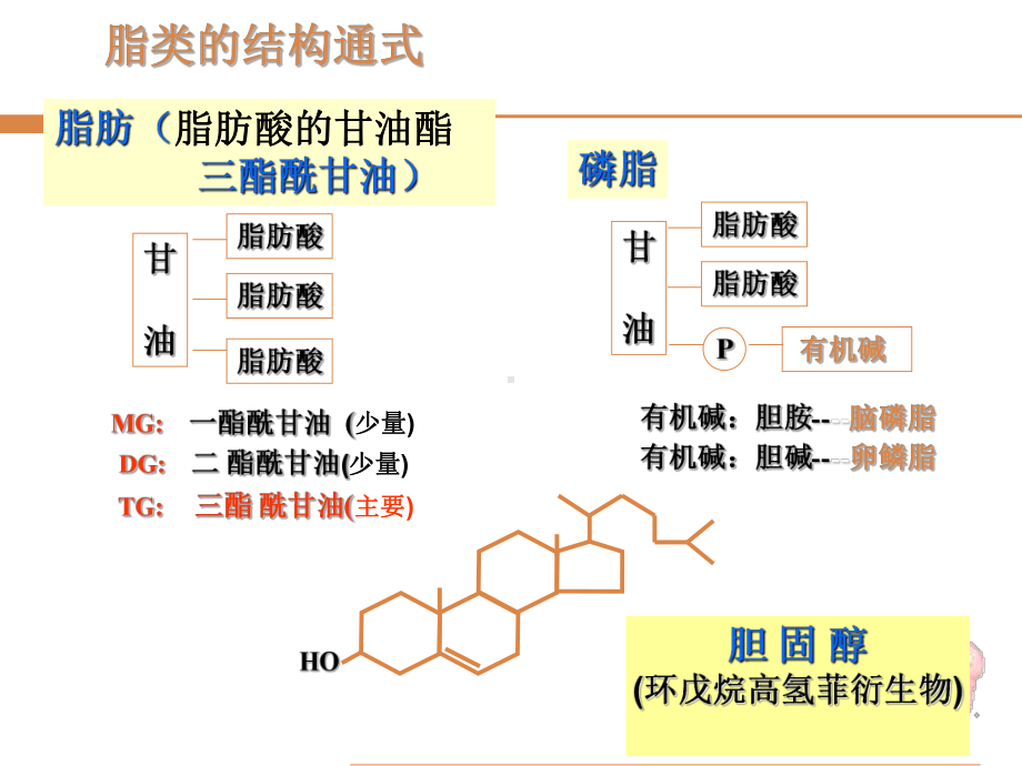 脂类和蛋白质代谢mod课件.ppt_第3页