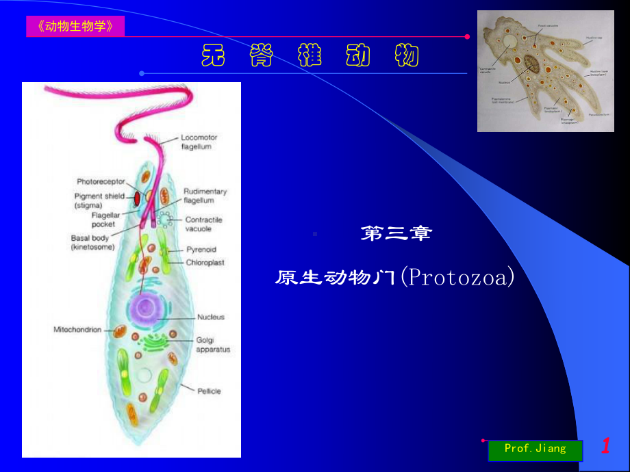 药用动物学03上课用课件.ppt_第1页