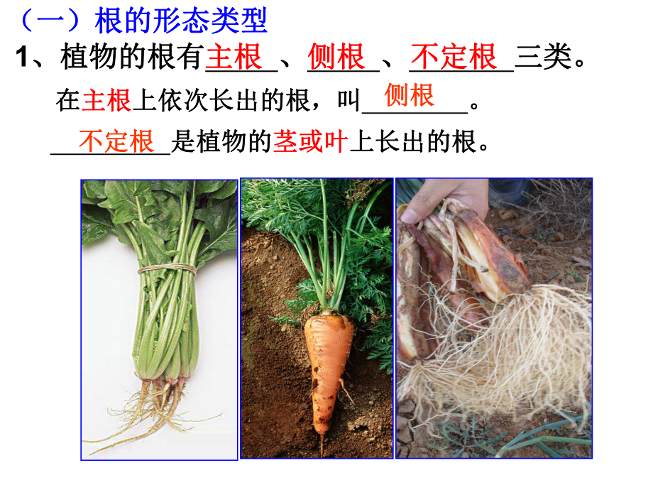 绿色植物的新陈代谢课件.ppt_第3页