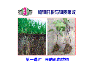 绿色植物的新陈代谢课件.ppt