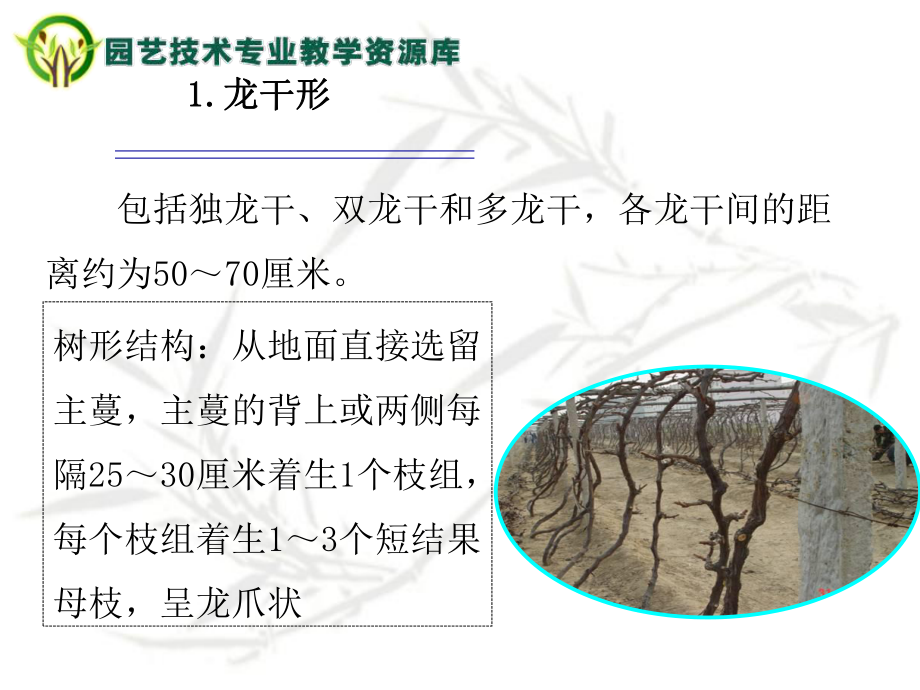 葡萄休眠期修剪课件.ppt_第3页