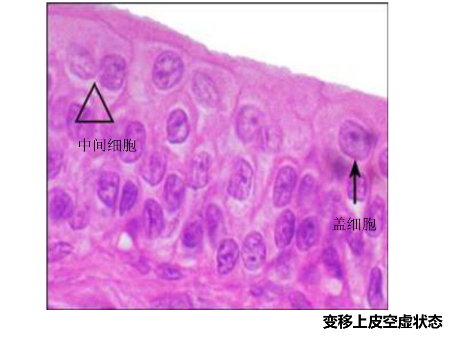 组织学与胚胎学实验组培实验切片复习课件.ppt_第1页