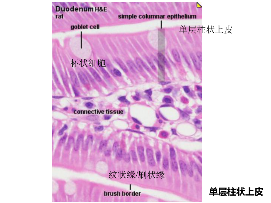 组织学与胚胎学实验组培实验切片复习课件.ppt_第2页