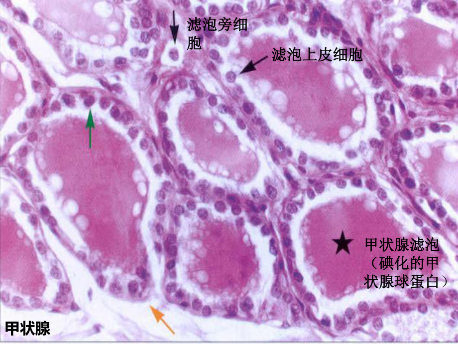 组织学与胚胎学实验组培实验切片复习课件.ppt_第3页