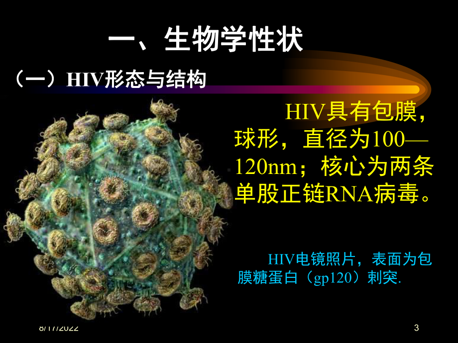 人类免疫缺陷病毒人类免疫缺陷病毒HIV属于课件.ppt_第3页