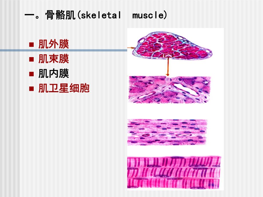 系统解剖学6章肌组织课件.ppt_第3页