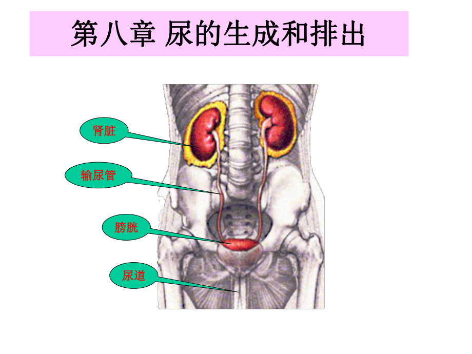 尿的生成和排出8课件.ppt_第1页