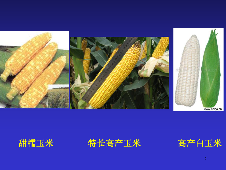 植物新品种保护和审定管理课件.ppt_第2页